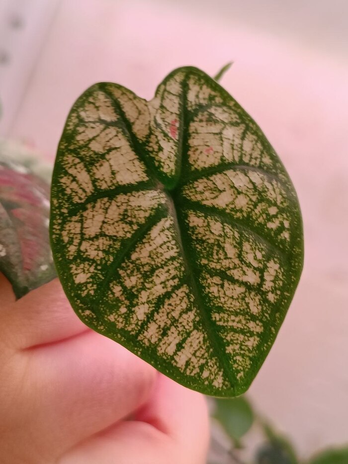Strawberry star �����