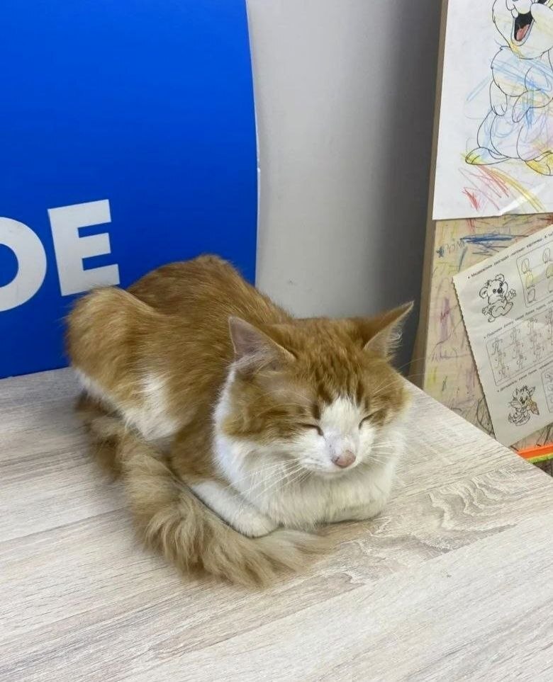 Cat from the pick-up point - cat, Moscow, In good hands, Help, No rating, Longpost