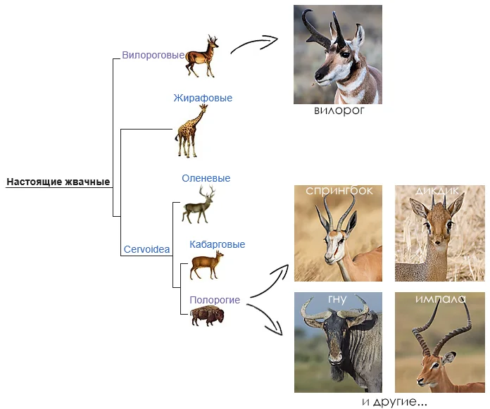 School Facts: Pronghorn Bonus - Series School facts, My, Biology, Informative, Facts, Nature, Animals, Nauchpop, In the animal world, Amazing, Astonishment, Mammals, Ungulates, Video, Short videos, Longpost