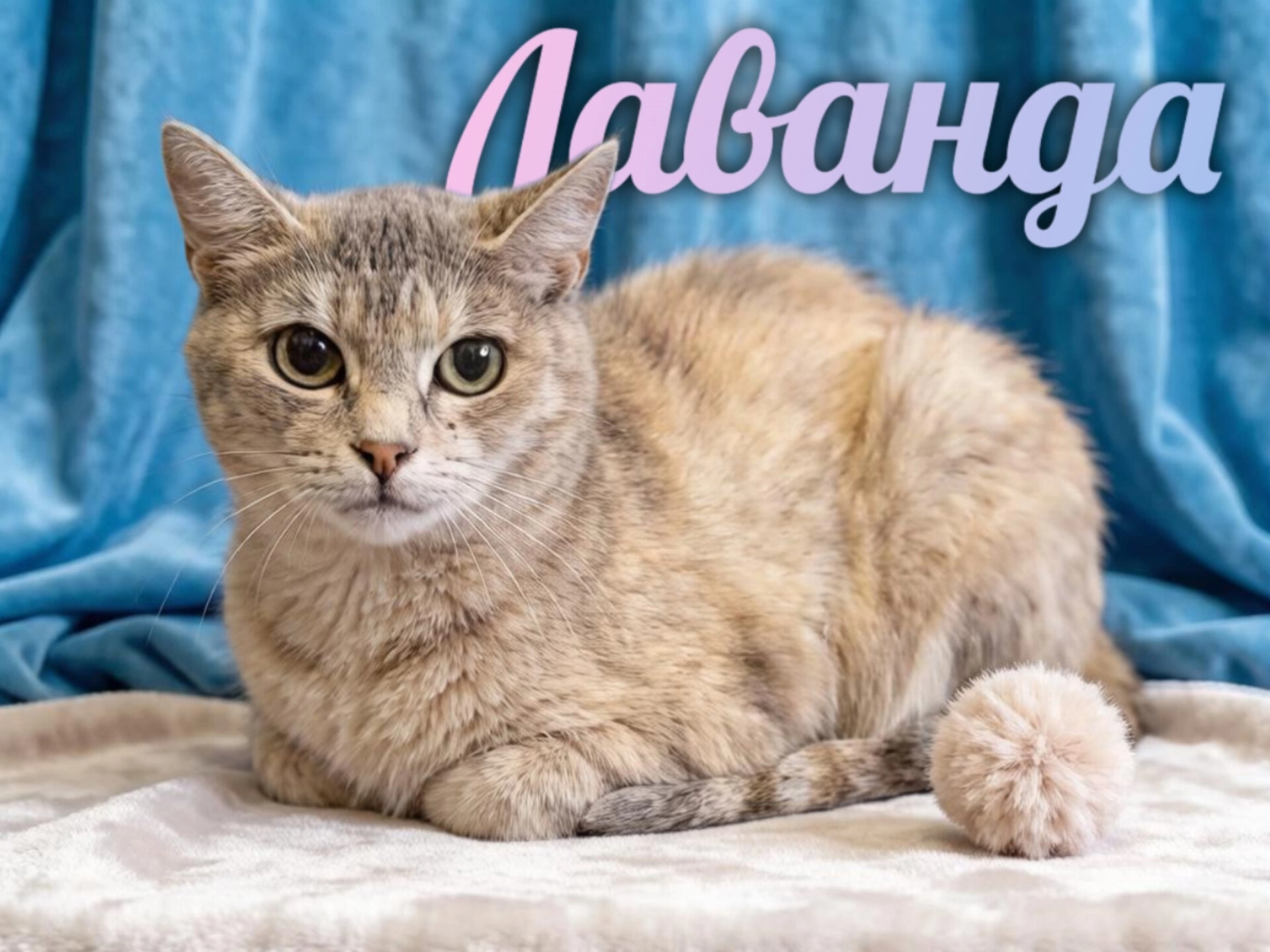 Zadonsk - Moscow: How a Cat of Incredible Beauty Searches for Decent People - cat, In good hands, Moscow, Saint Petersburg, Voronezh, Lipetsk, Telegram (link), Longpost