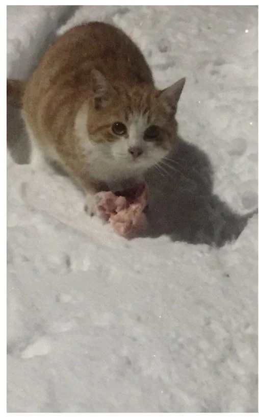 Before and after. The cat Soplya, whom I found at the dachas in winter. - My, cat, Animal Rescue, Helping animals, Dacha, Animals, Pets, Longpost