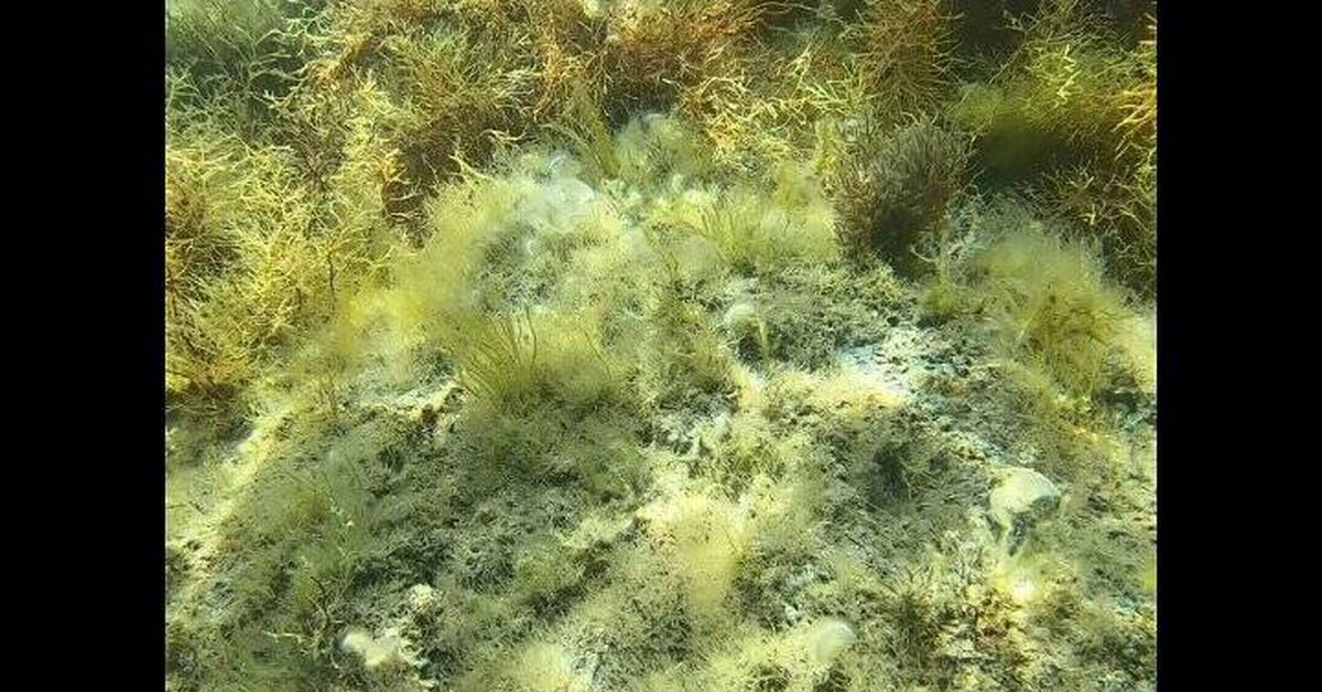 Sudak, Crimea. Underwater filming in the Black Sea. - Series Underwater world, My, Vacation, Travels, Туристы, The city of Sudak, Crimea, Underwater photography, Black Sea, Drive, Interesting places, Video, Video VK
