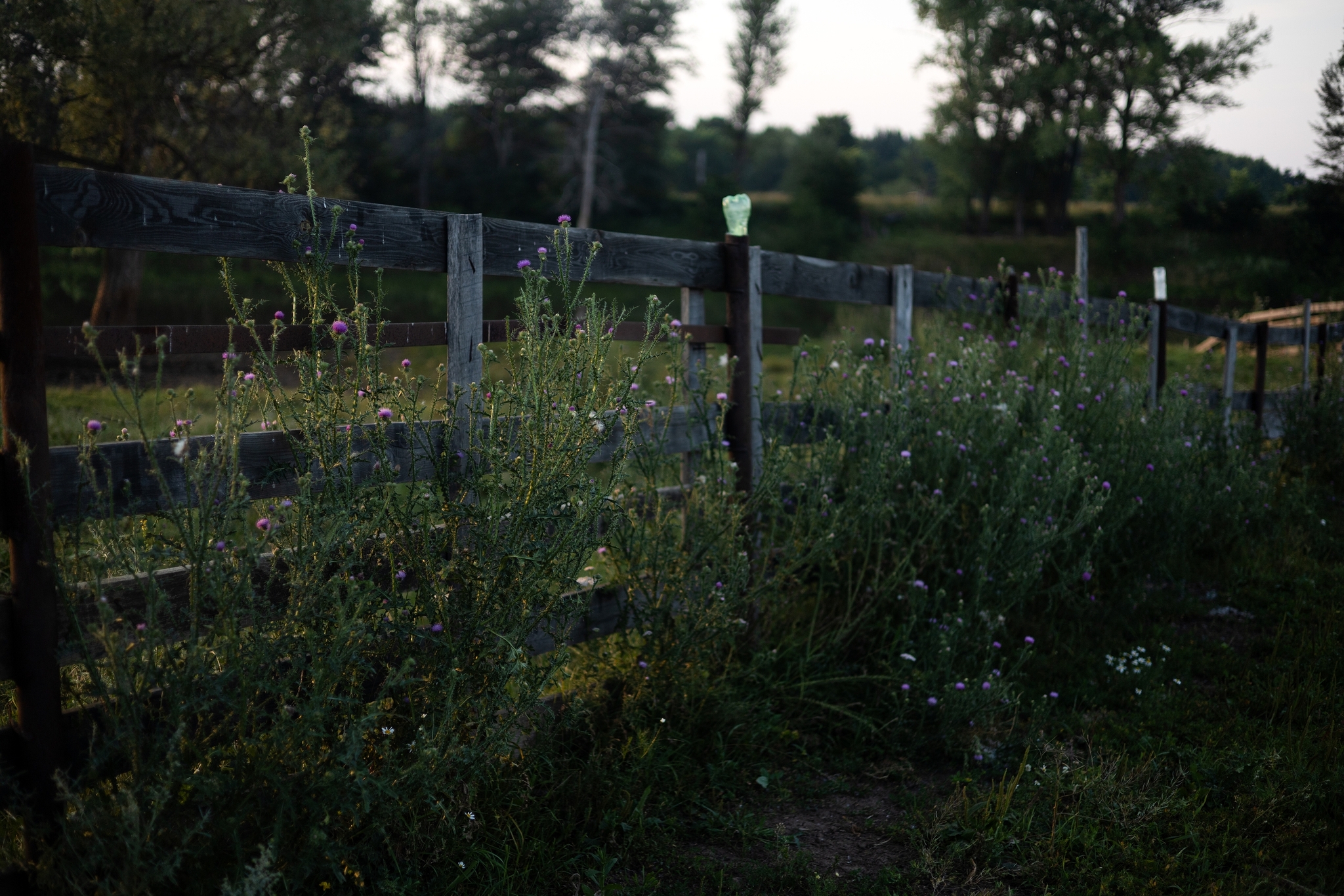 skalar2019's answer to Show me the last photo you took just because you thought it was pretty. - The photo, A wave of posts, Longpost