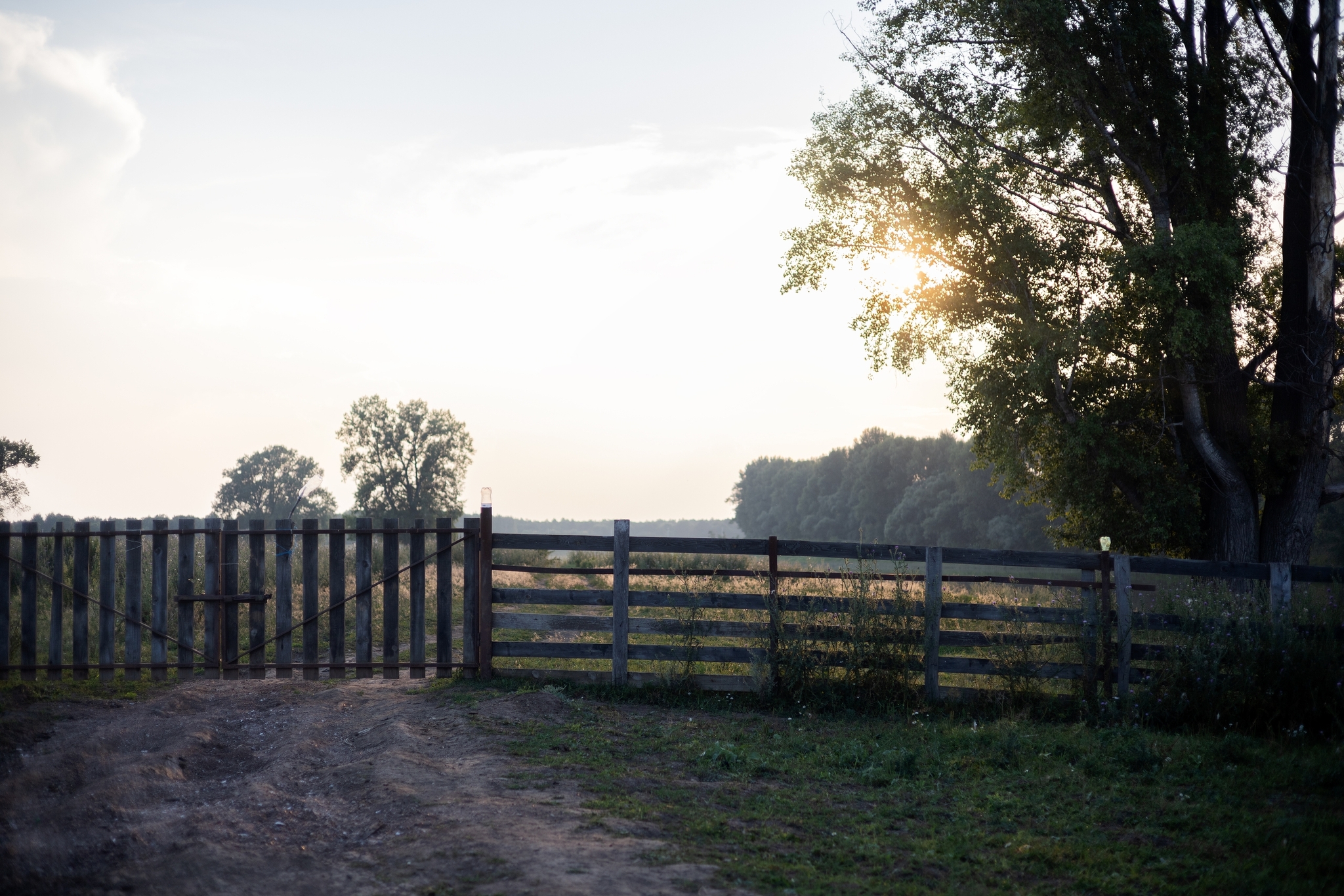 skalar2019's answer to Show me the last photo you took just because you thought it was pretty. - The photo, A wave of posts, Longpost