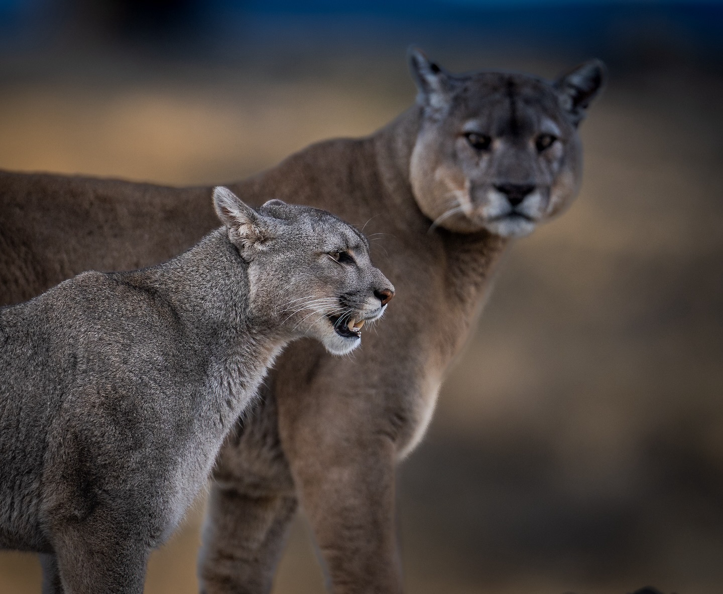 Amarga and her admirer Dark - Puma, Small cats, Cat family, Predatory animals, Wild animals, wildlife, National park, South America, The photo
