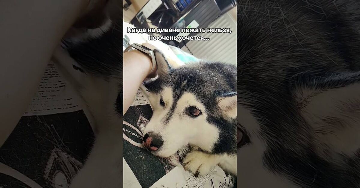 Sweet husky) - My, Dog, Milota, Vertical video, Short videos, Animals, Pets, Video, Youtube
