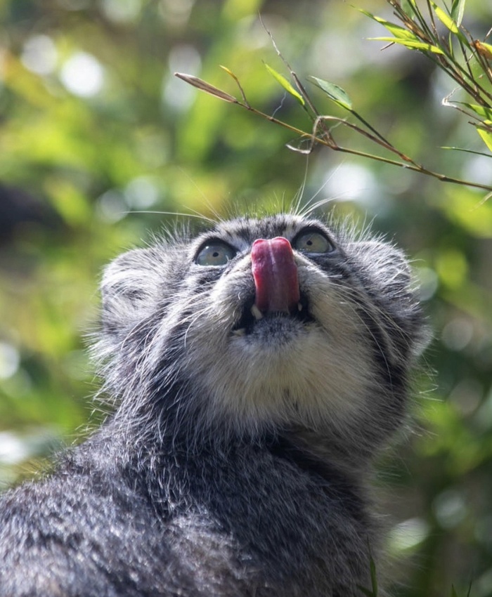 Эдинбургский зоопарк, фото из аккаунта edinburghzoo