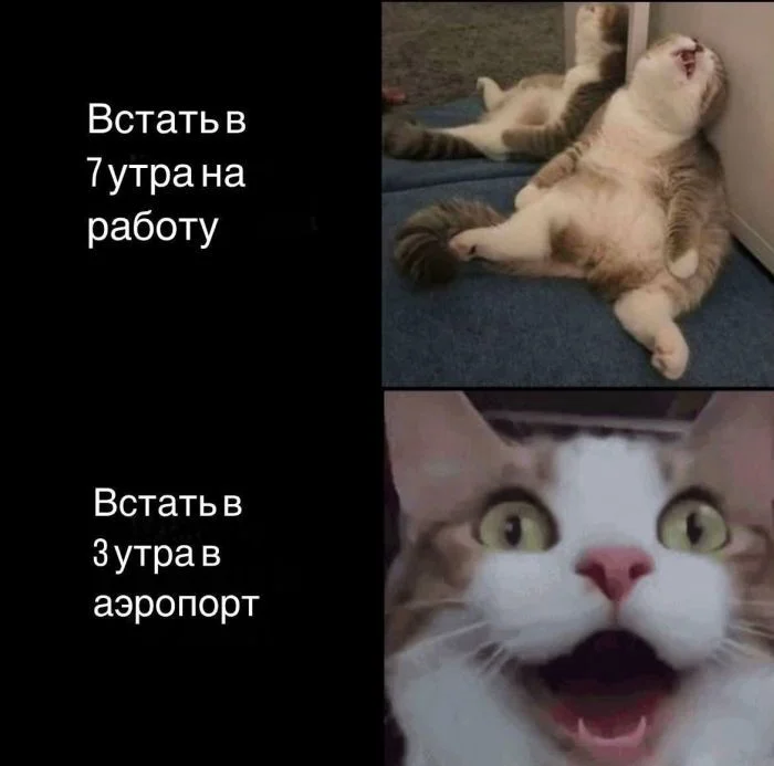 Pictures - Series From the Internet, Humor, Girls, A selection, Vulgarity, Images, Picture with text, Neckline, cat, Sarcasm, Banter, Irony, Wordplay, From the network, Longpost