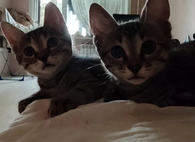 Looking for a house - My, Homeless animals, In good hands, Shelter, Good league, Overexposure, cat, Kittens, Good deeds, Cat lovers