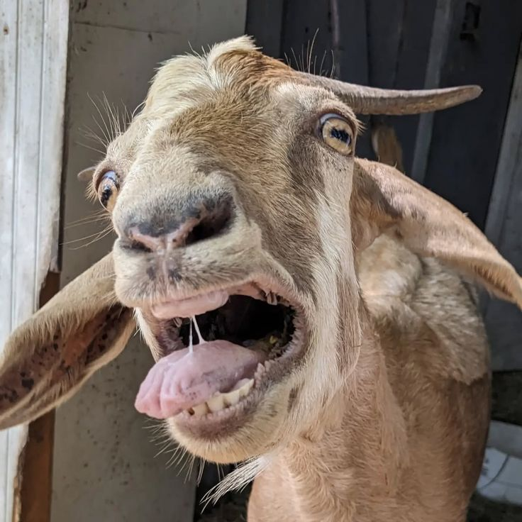 Why does a goat have a rectangular pupil? - Goat, Pupils, Animals, Wild animals, Artiodactyls, Ungulates, Mammals, Zen, Yandex Zen, Yandex Zen (link), Longpost