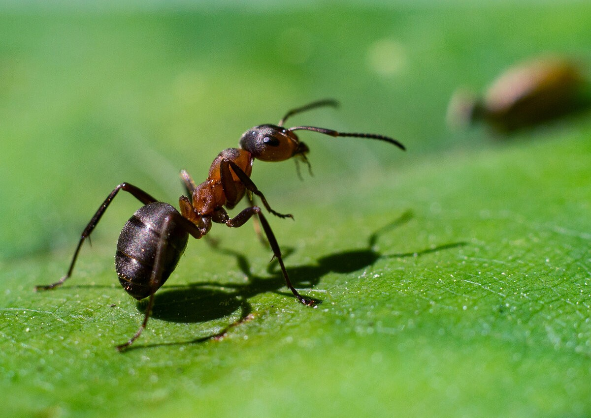 How to get rid of ants in a greenhouse and garden beds: why they come back - Ants, Insects, Arthropods, Animals, Wild animals, Zen, Yandex Zen, Yandex Zen (link), Longpost