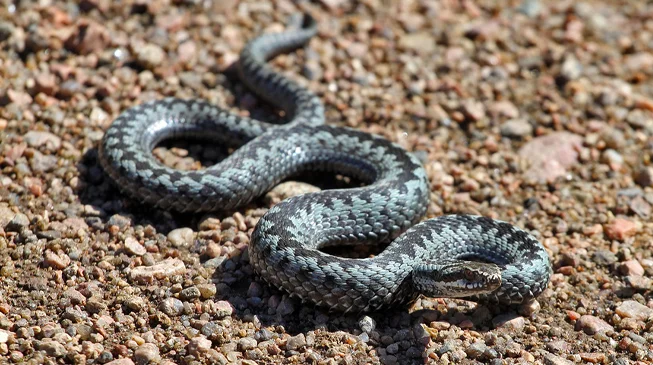 Grass snake, adder, copperhead and slow worm: which is poisonous and which is not even a snake - Snake, I, Reptiles, Animals, Wild animals, Zen, Yandex Zen, Yandex Zen (link), Longpost