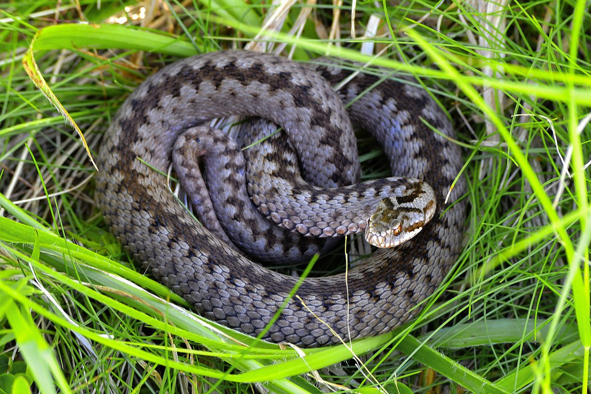 Grass snake, adder, copperhead and slow worm: which is poisonous and which is not even a snake - Snake, I, Reptiles, Animals, Wild animals, Zen, Yandex Zen, Yandex Zen (link), Longpost