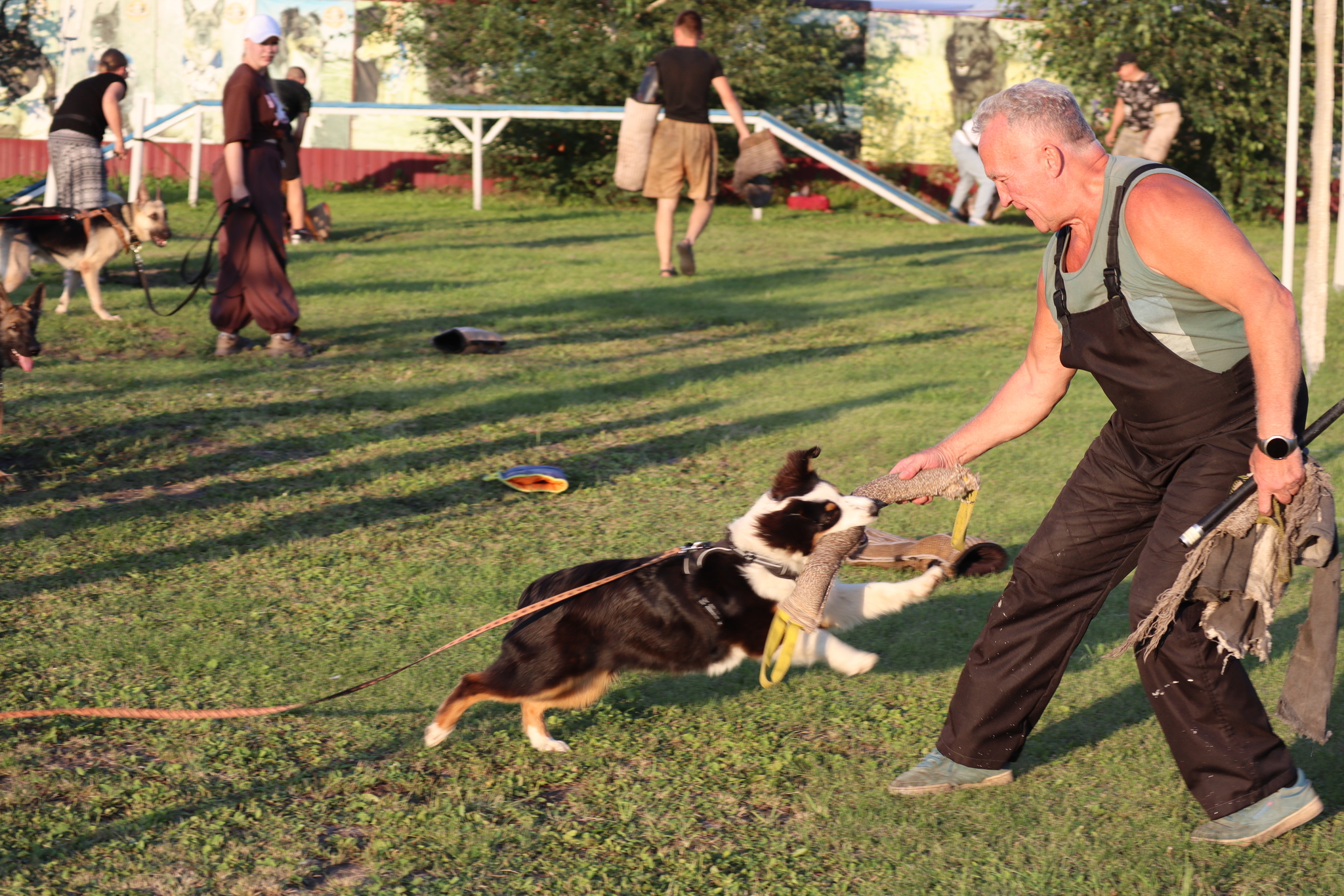 Dog training in Omsk - OCSSSS 07/29/2026 - Puppies, Friends, Omsk, Training, Г“Г±Г±Г±