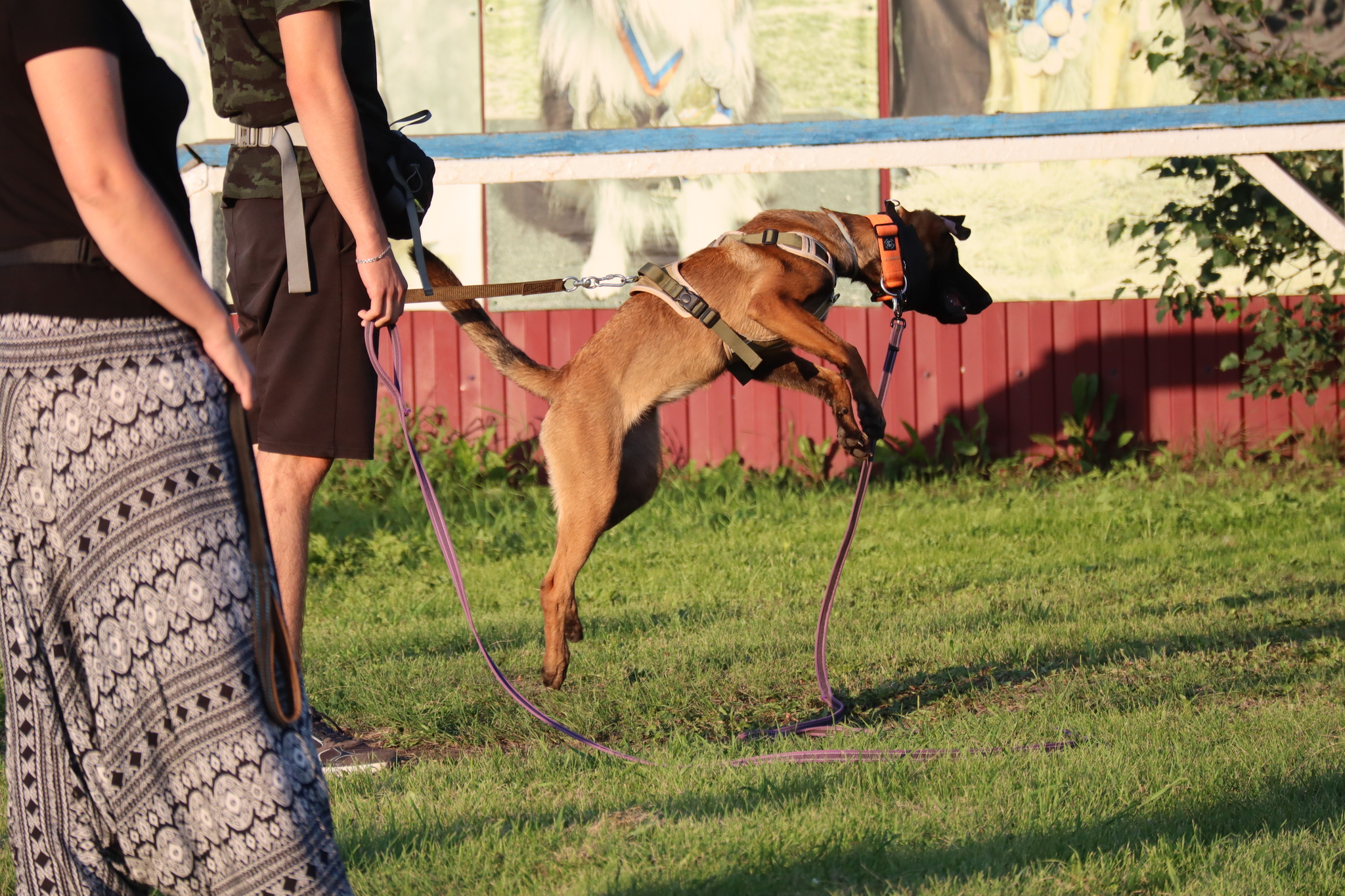 Dog training in Omsk - OCSSSS 07/29/2026 - Puppies, Friends, Omsk, Training, Г“Г±Г±Г±
