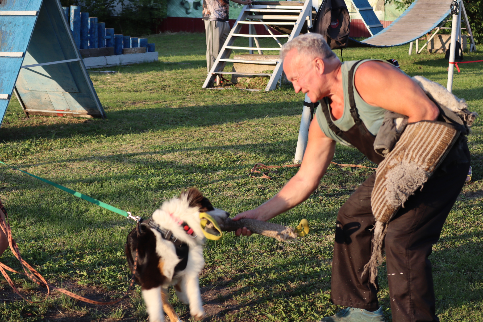 Dog training in Omsk - OCSSSS 07/29/2026 - Puppies, Friends, Omsk, Training, Г“Г±Г±Г±