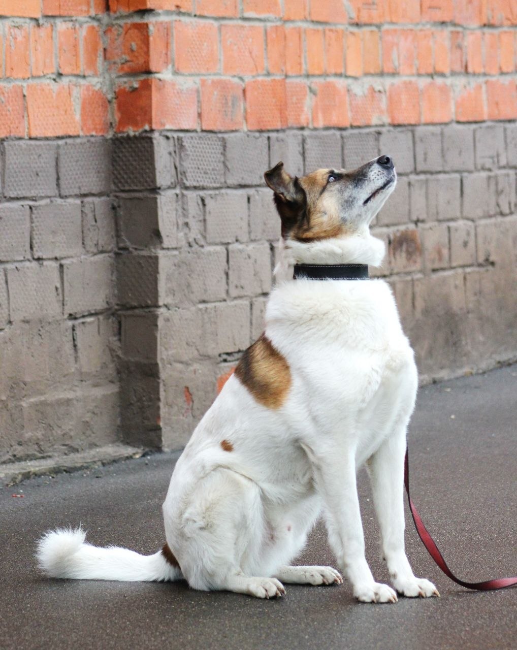 Last chance for Amurka - Series Dogs and puppies looking for a home, Overexposure, Shelter, Volunteering, In good hands, Good league, Good deeds, Homeless animals, Charity, Moscow region, Kindness, Moscow, Dolgoprudny, Dog, Dog lovers, Longpost