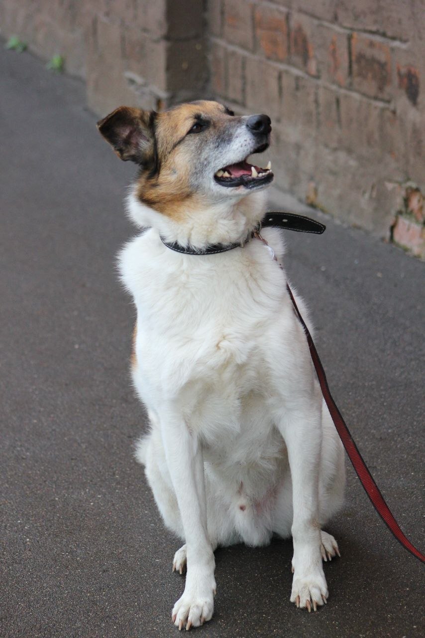 Last chance for Amurka - Series Dogs and puppies looking for a home, Overexposure, Shelter, Volunteering, In good hands, Good league, Good deeds, Homeless animals, Charity, Moscow region, Kindness, Moscow, Dolgoprudny, Dog, Dog lovers, Longpost