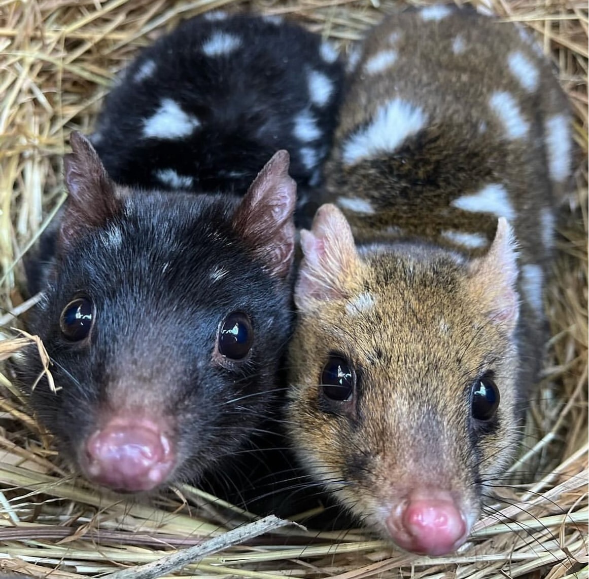 Spotted quolls - Young, Marsupials, Predatory animals, Wild animals, wildlife, Tasmania, The photo, Longpost