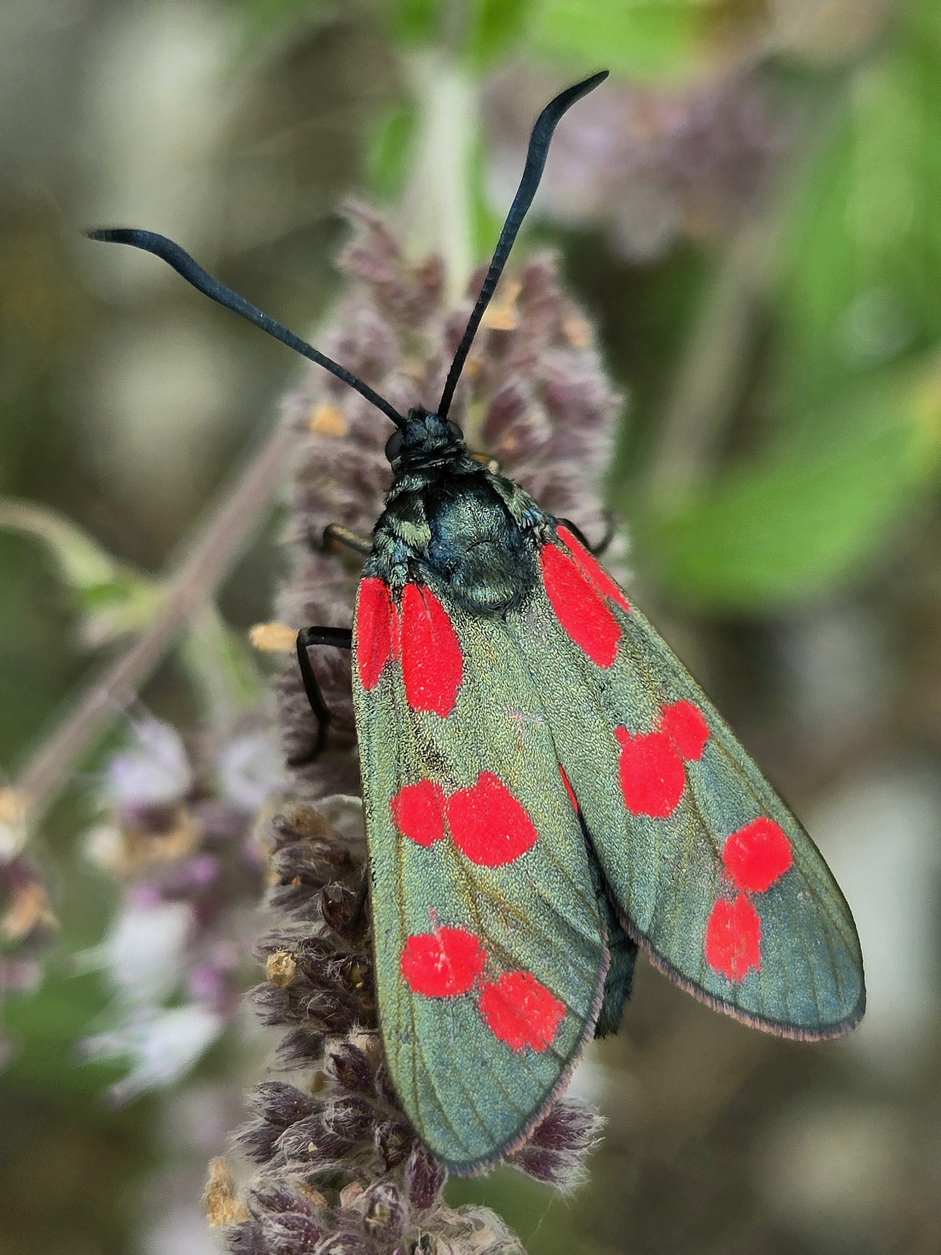 Zygaena filipendulae (common lemming) - My, Macro photography, Insects, Butterfly, Nature, The photo, Mobile photography, Beautiful view, Bloom