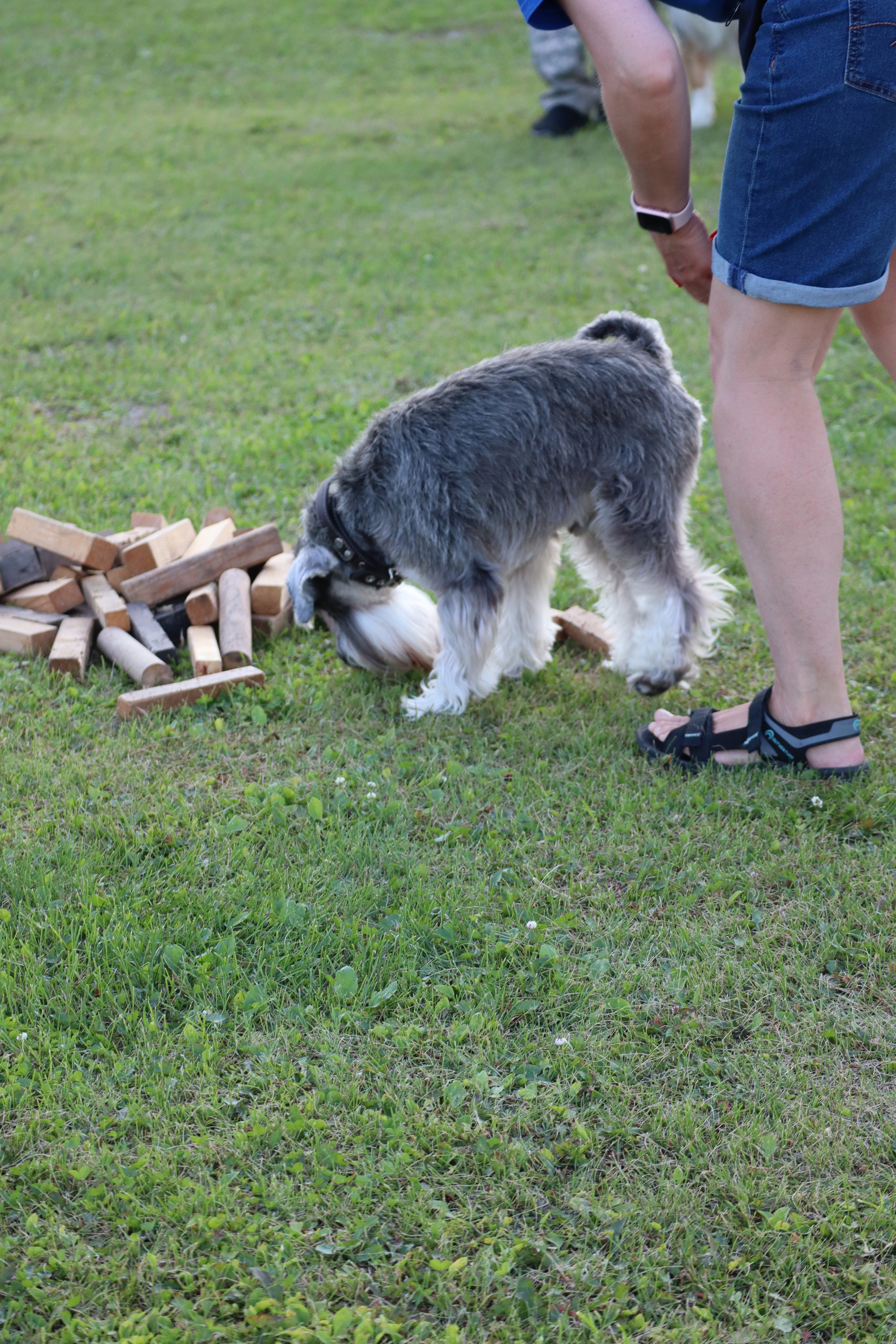 Dog training in Omsk - OCSSSS 07/29/2026 - Puppies, Friends, Omsk, Training, Г“Г±Г±Г±