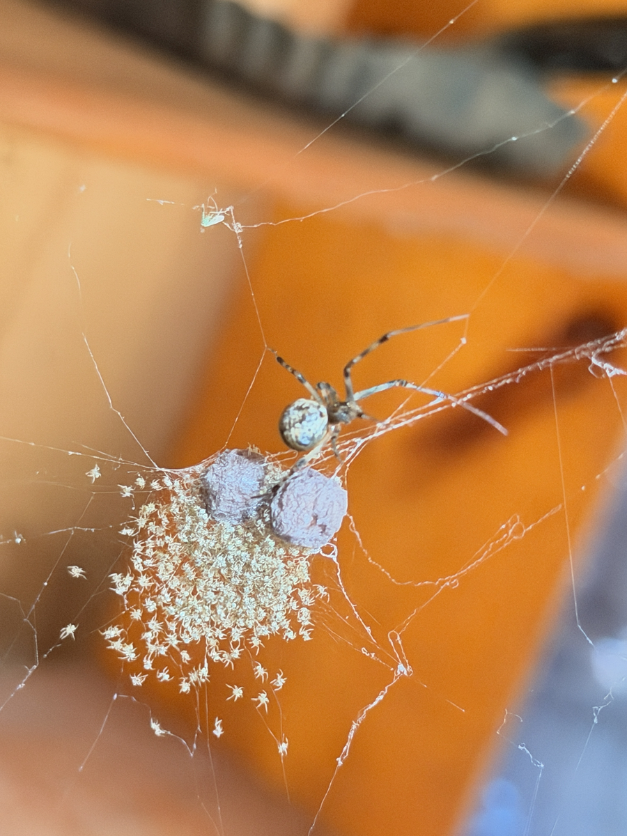 The House Spider: Everything You Need to Know About the Permanent Resident of Our Apartment Corners - Spider, Insects, Arthropods, Animals, Wild animals, Zen, Yandex Zen, Yandex Zen (link), Longpost