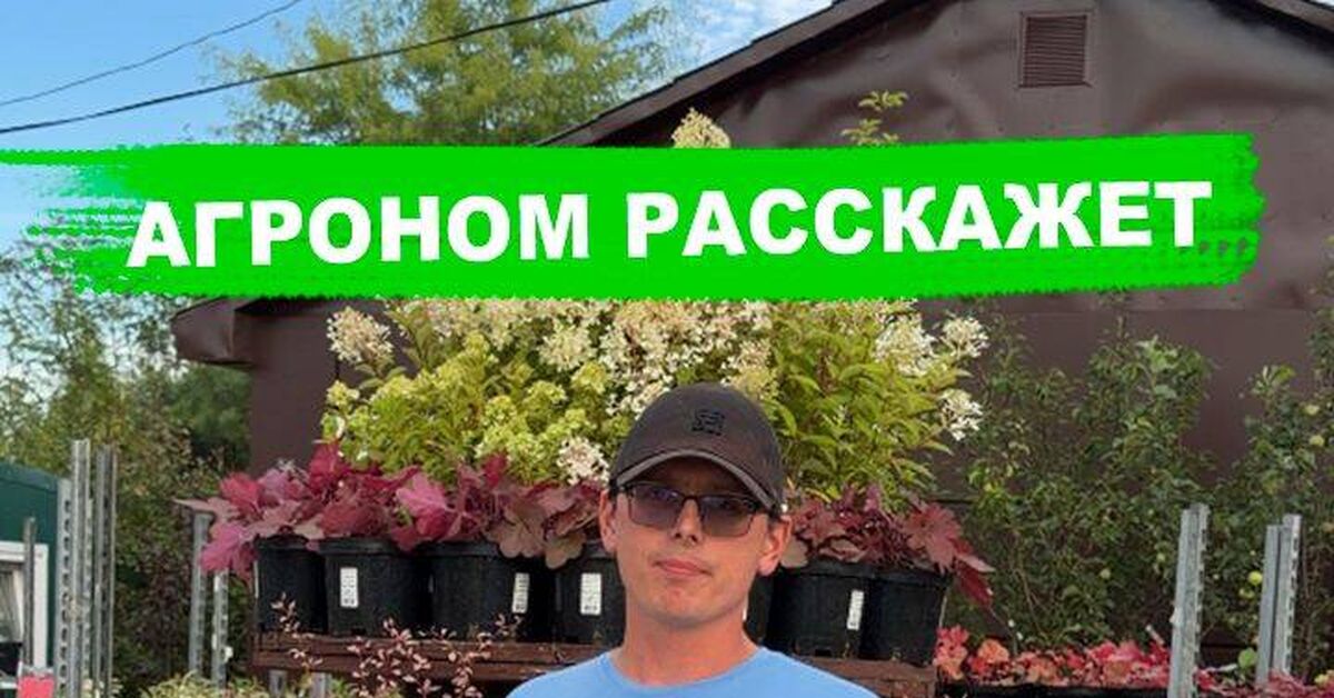 Double superphosphate - My, Garden, Garden, Dacha, Fertilizers, Phosphorus, Plant growing, Gardening, Plants, Video, Rutube, Short videos