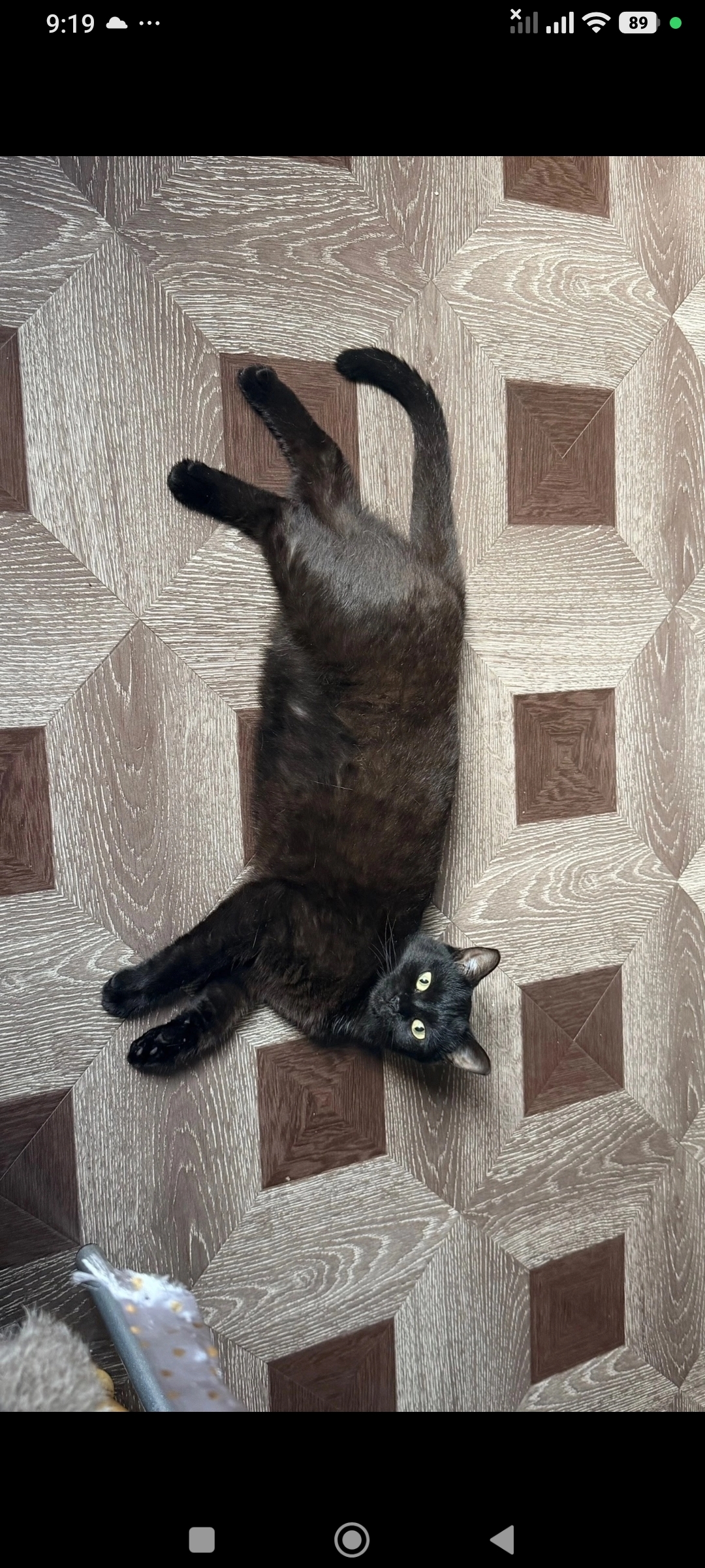 She became a real panther - My, cat, Shelter, House, Longpost