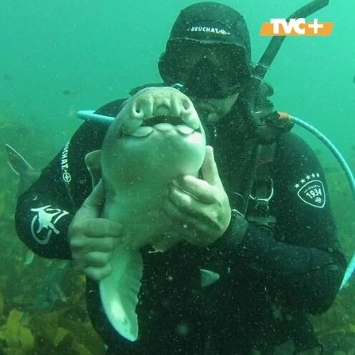 Dangerous hugs: Australian diver manages to tame a shark - Series Interesting in VK, Kindness, The senses, Ocean, Shark, friendship, Person, Longpost