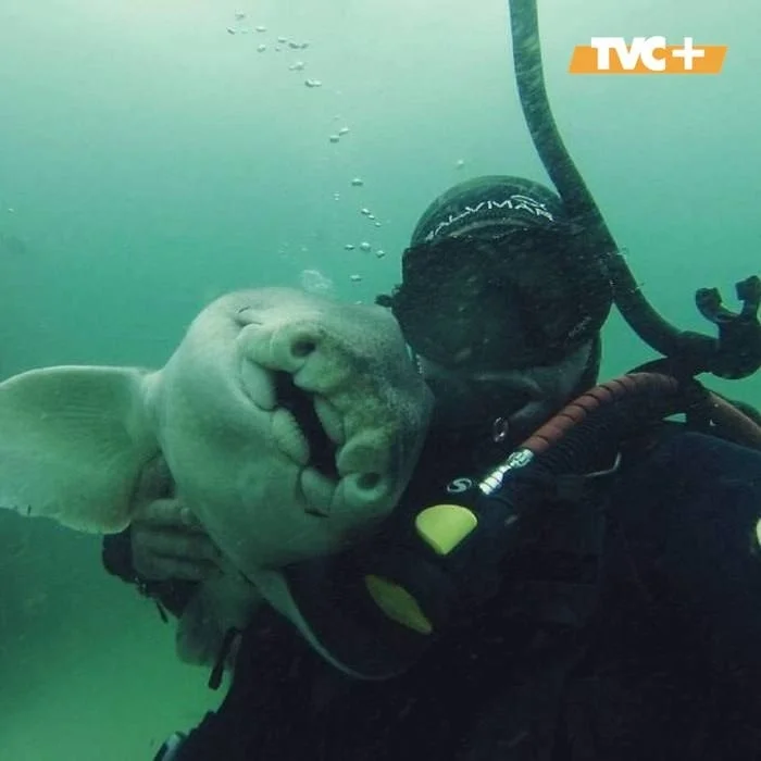 Dangerous hugs: Australian diver manages to tame a shark - Series Interesting in VK, Kindness, The senses, Ocean, Shark, friendship, Person, Longpost