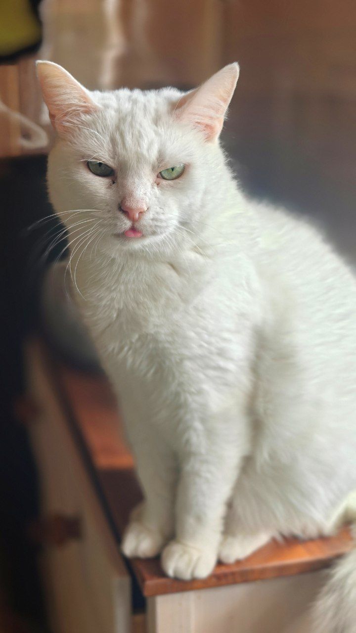 The faces of cats rescued mainly from summer cottages, who live with me - My, Helping animals, cat, Animal Rescue, Dacha, Animals, Pets, Longpost