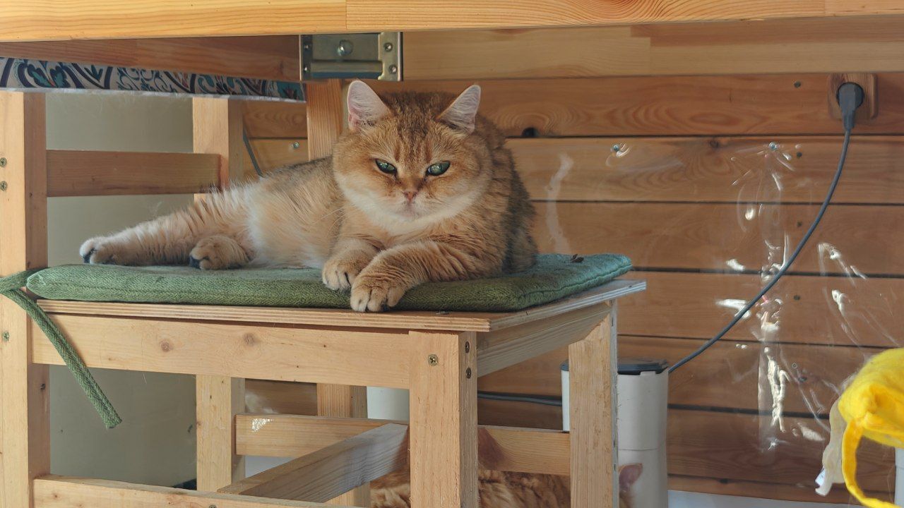 The faces of cats rescued mainly from summer cottages, who live with me - My, Helping animals, cat, Animal Rescue, Dacha, Animals, Pets, Longpost