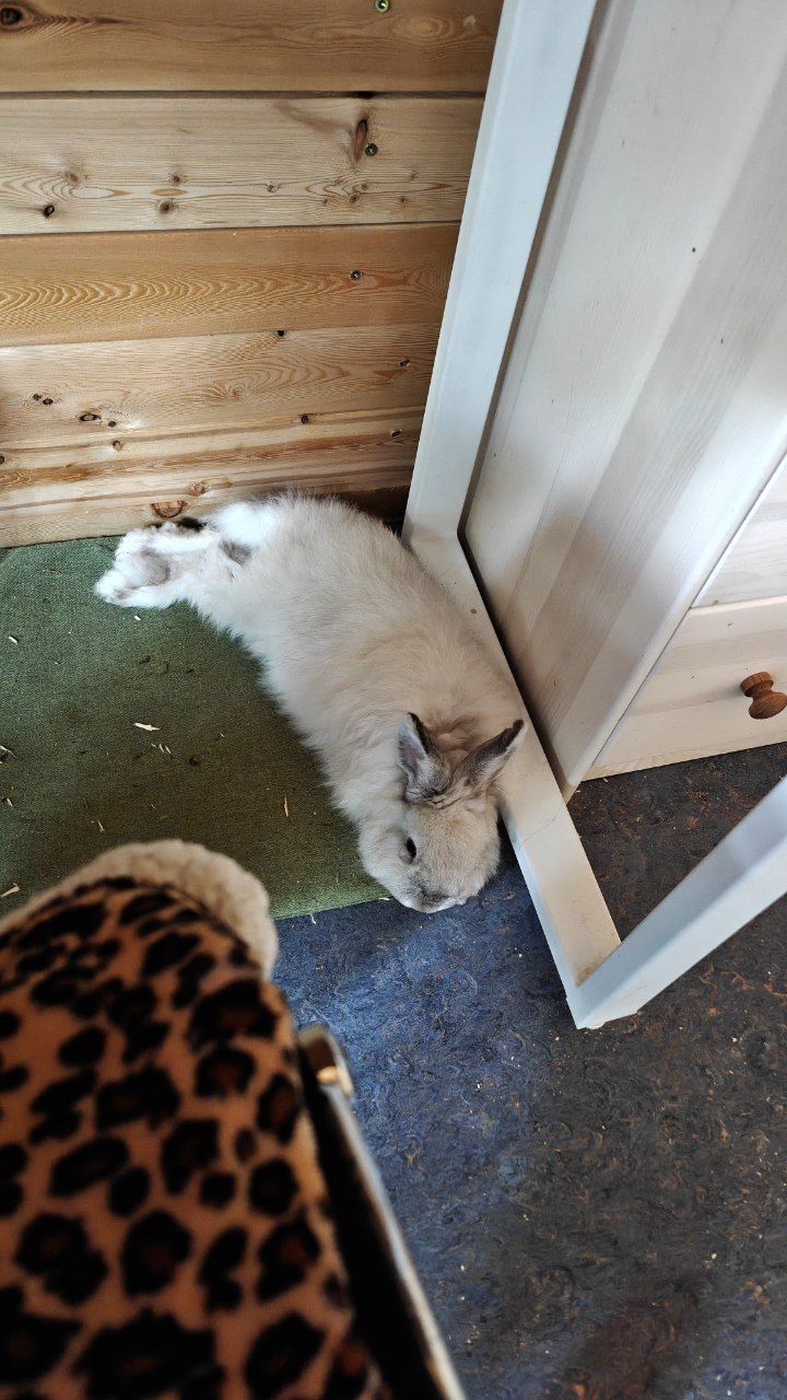 The faces of cats rescued mainly from summer cottages, who live with me - My, Helping animals, cat, Animal Rescue, Dacha, Animals, Pets, Longpost