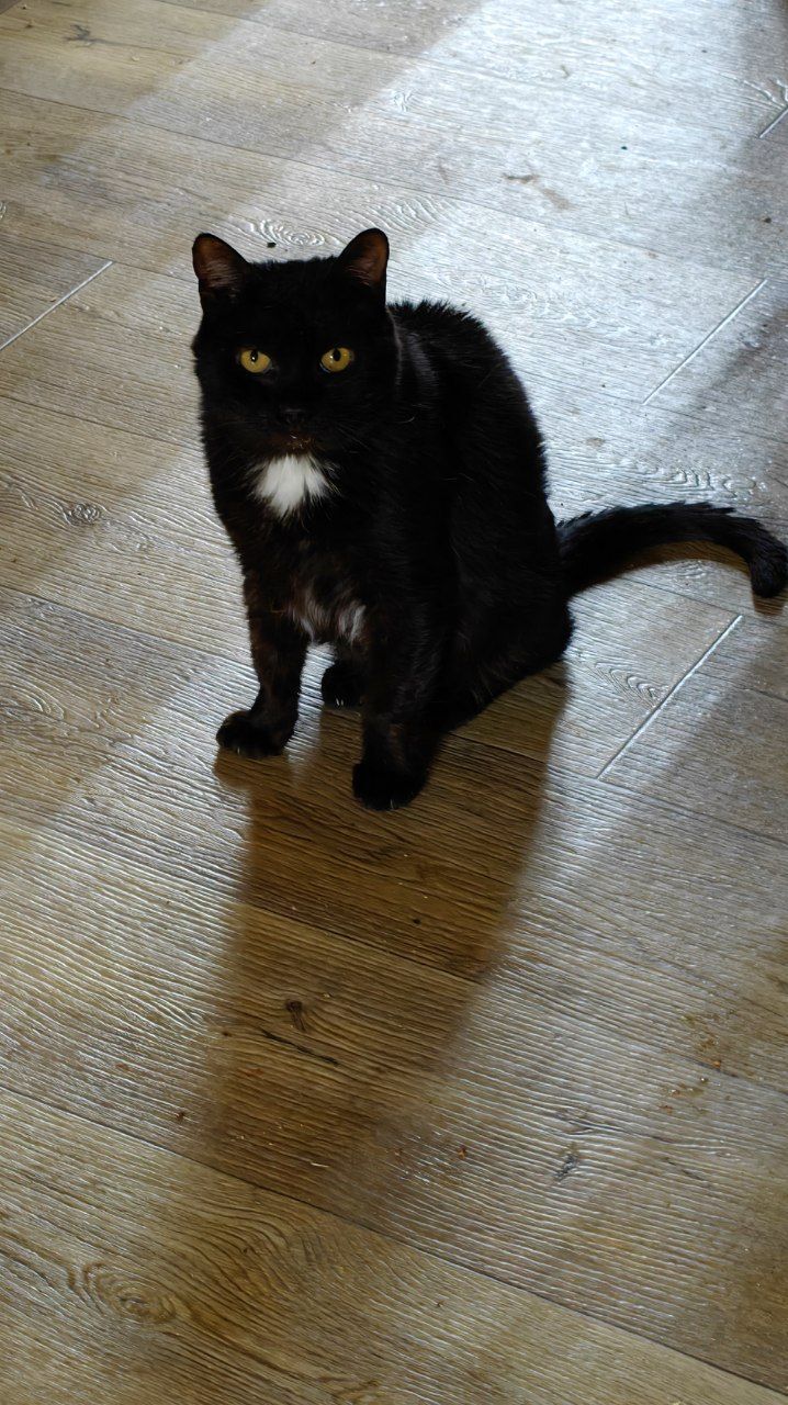 The faces of cats rescued mainly from summer cottages, who live with me - My, Helping animals, cat, Animal Rescue, Dacha, Animals, Pets, Longpost