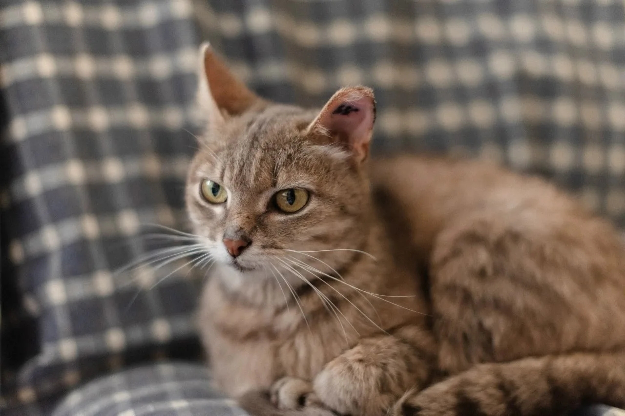 When something is missing in the house... A cat is looking for a home - My, cat, In good hands, Cat lovers, Homeless animals, Animal shelter, Good league, Helping animals, No rating, Saransk, Longpost