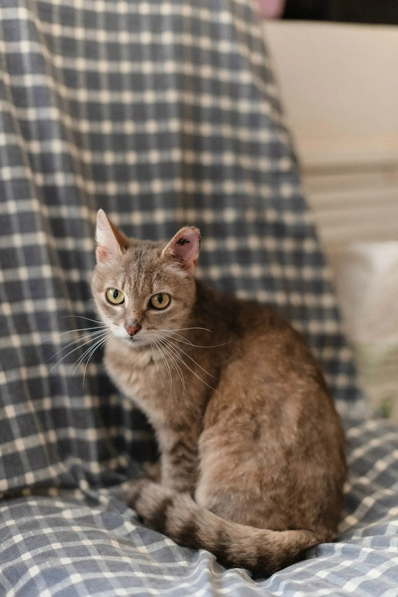 When something is missing in the house... A cat is looking for a home - My, cat, In good hands, Cat lovers, Homeless animals, Animal shelter, Good league, Helping animals, No rating, Saransk, Longpost