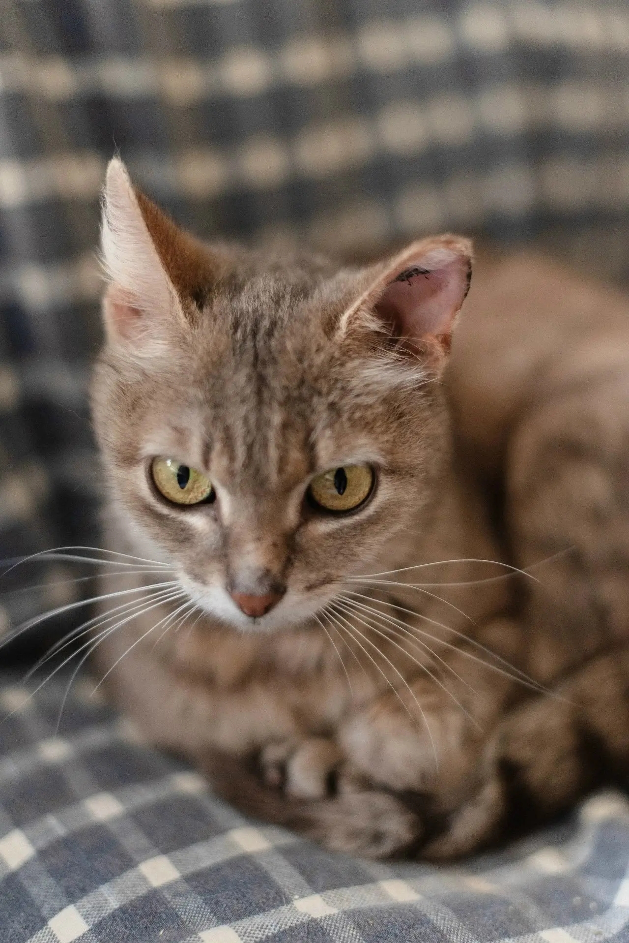 When something is missing in the house... A cat is looking for a home - My, cat, In good hands, Cat lovers, Homeless animals, Animal shelter, Good league, Helping animals, No rating, Saransk, Longpost