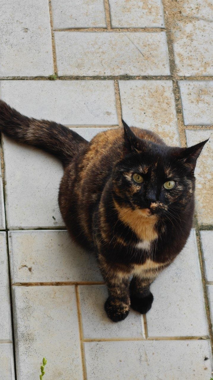 The faces of cats rescued mainly from summer cottages, who live with me - My, Helping animals, cat, Animal Rescue, Dacha, Animals, Pets, Longpost