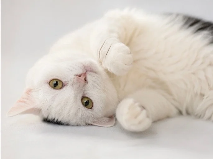 A cat with a mohawk survived a mass poisoning in a village. Now she's looking for a sofa and human warmth. - cat, In good hands, Moscow, Saint Petersburg, Voronezh, Lipetsk, Telegram (link), Longpost