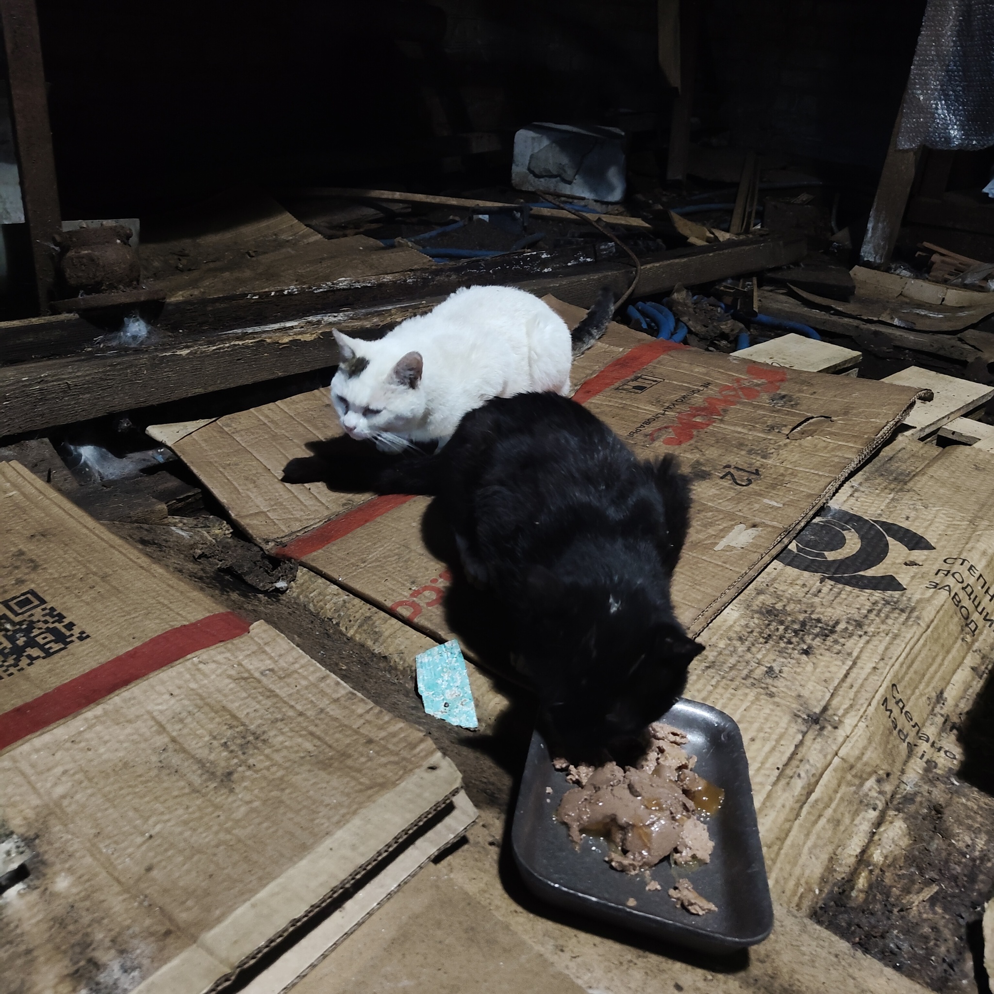 News reports from the industrial zone where cats live - Series I feed cats on the street, My, cat, Homeless animals, Cat lovers, Series
