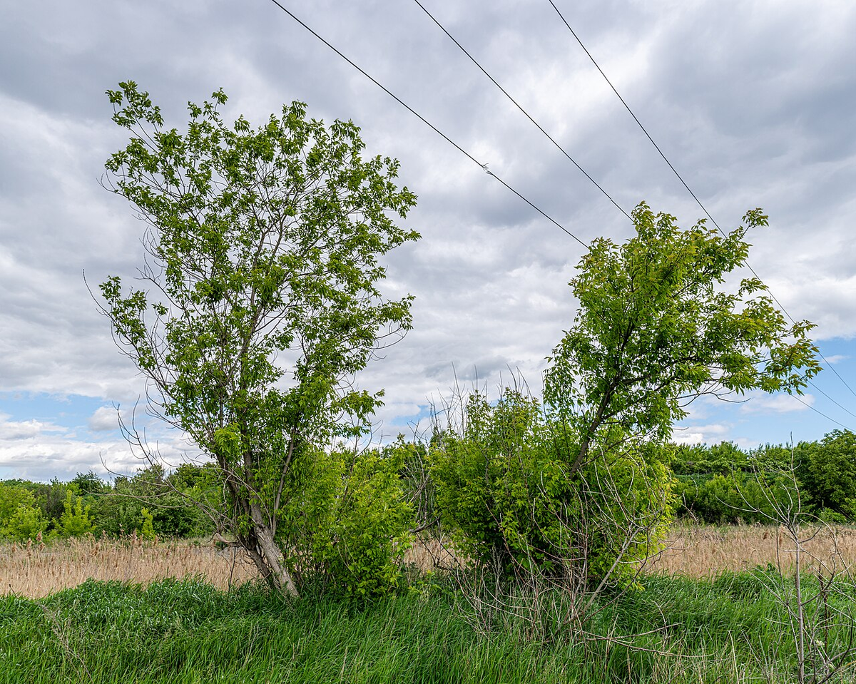 The American Maple Trial: Banned, but Can't Remove - Nature, Animals, Wild animals, Zen, Yandex Zen, Yandex Zen (link), Longpost