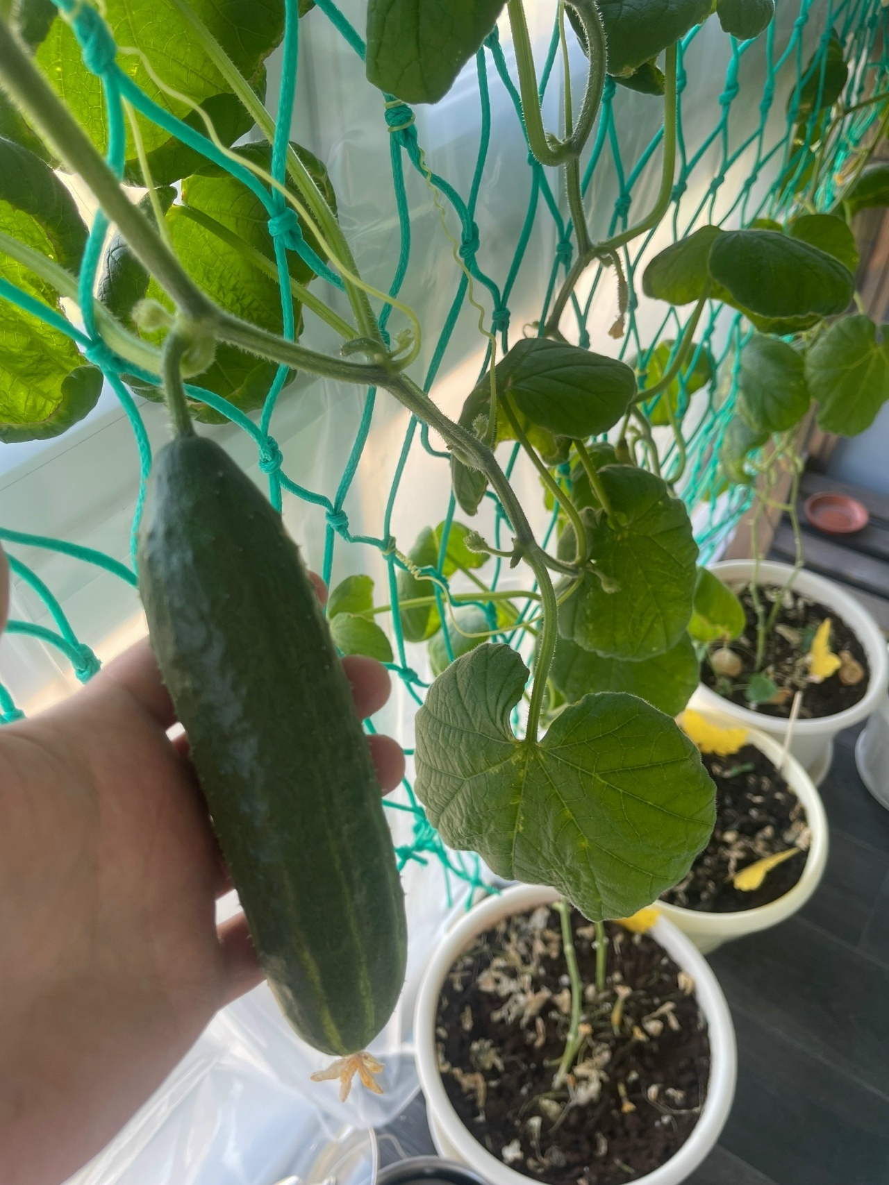 Post #14204935 - My, Tomatoes, Garden, Gardening, Gardener, Garden, Summer, Harvest, A life, Сельское хозяйство, Rural life, Village, Joy, Useful, Health, beauty, Mobile photography, Longpost, Reply to post