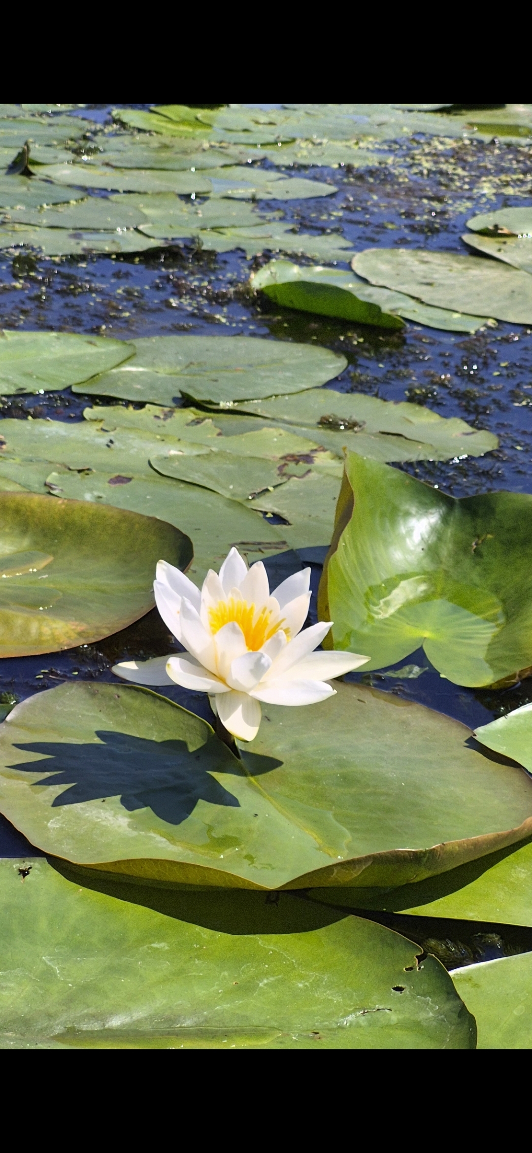 I love sap - My, River, Leisure, Paddleboard, Video, Vertical video, Short videos, Longpost