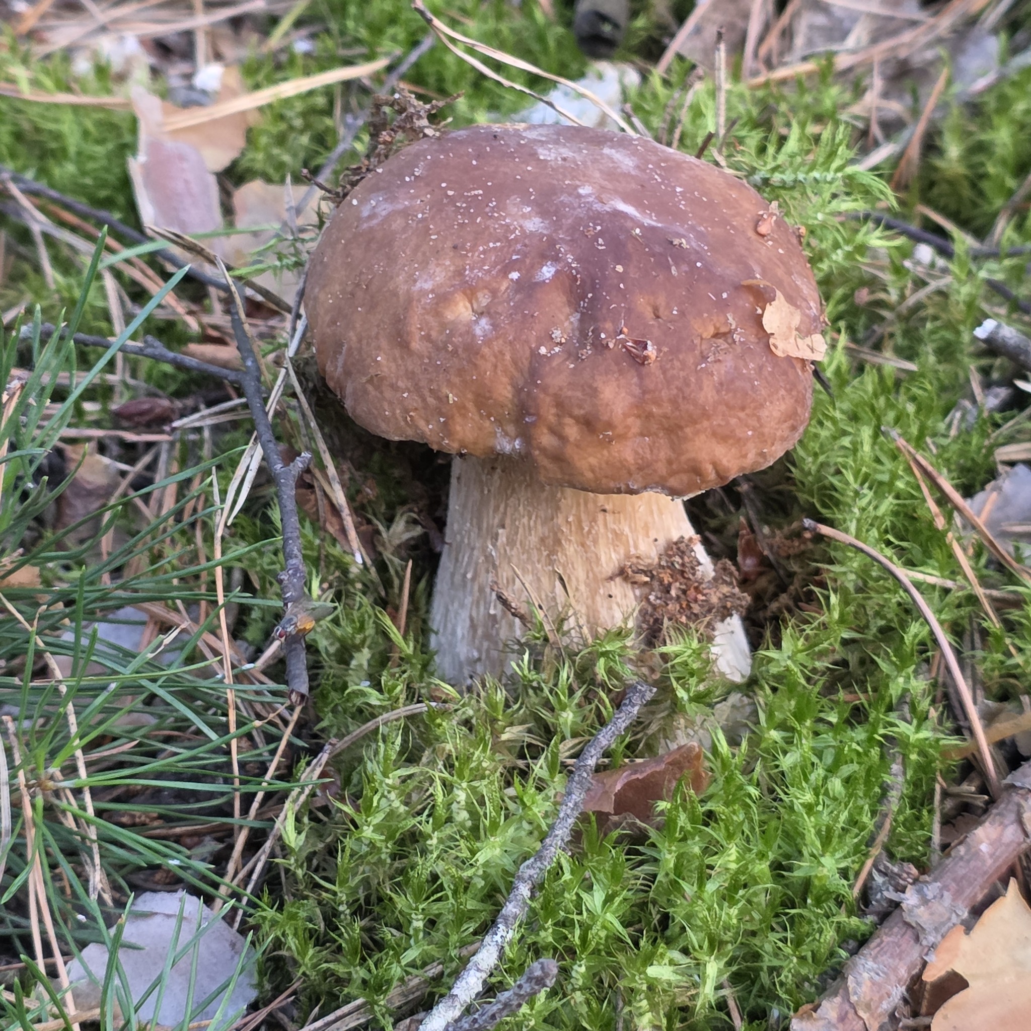 White mushrooms 2026 - My, Mushrooms, Hobby, Lipetsk region, Walk in the woods