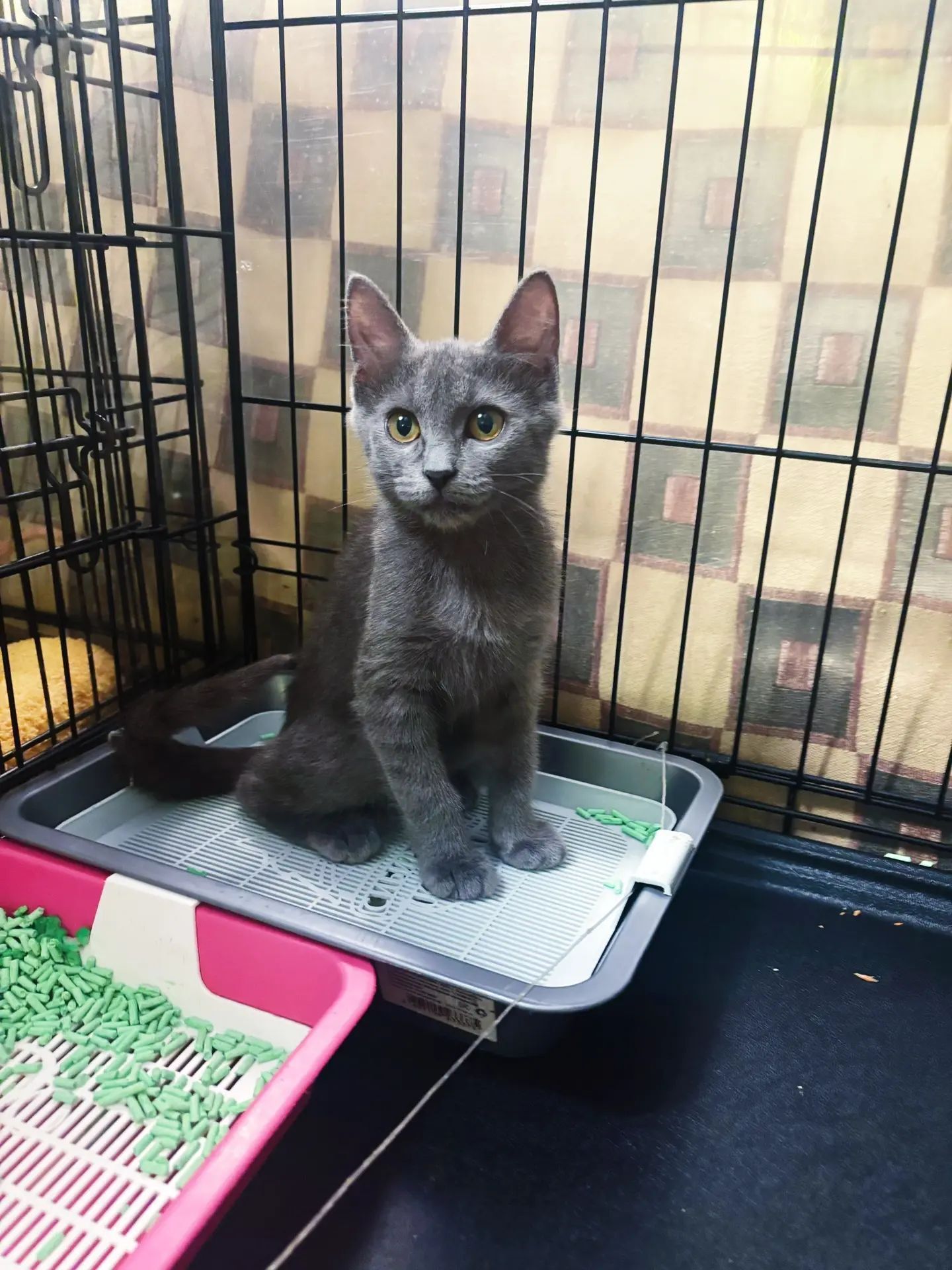 Almost a statuette, and almost a Russian Blue. The cat is looking for a home in Moscow. - My, Helping animals, Shelter, Cat lovers, In good hands, Homeless animals, cat