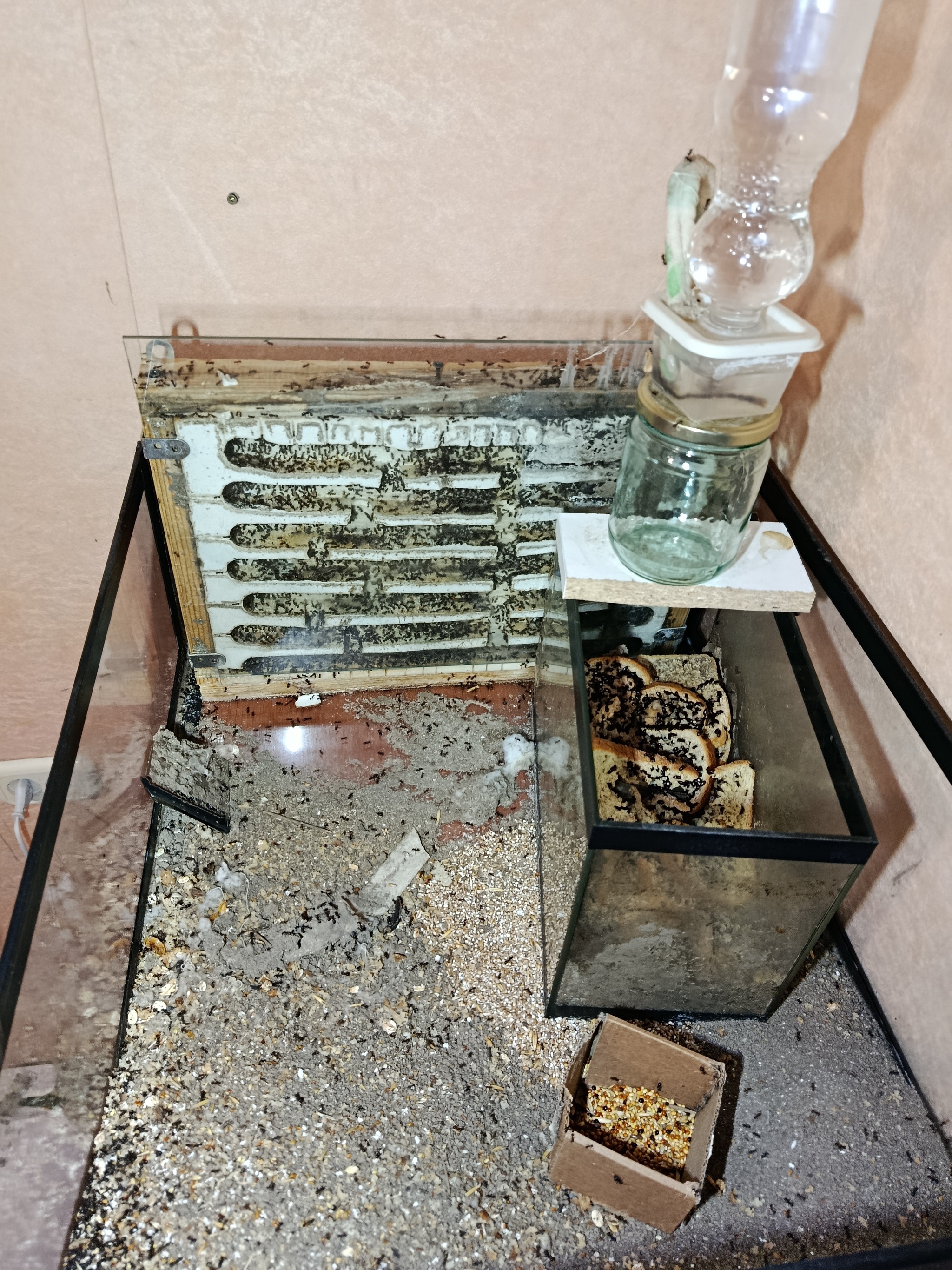How to Grow an Ant Empire from a Single Test Tube. Part 1: Startup Capital and a Spoiler for the Future - My, Ants, Ant farm, Myrmecology, Messor Structor, Insects, Longpost, With your own hands