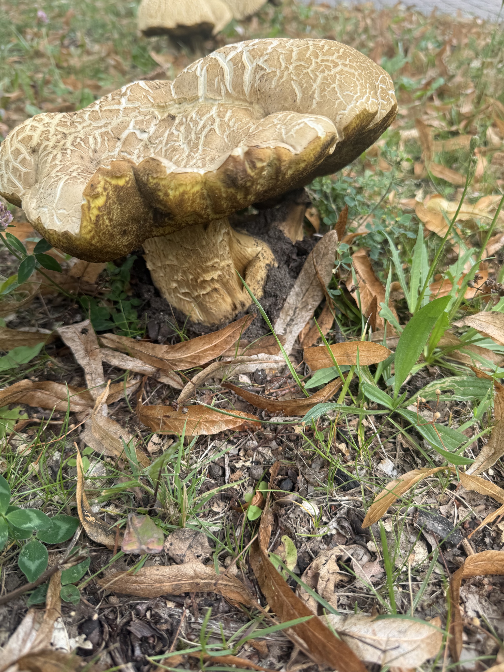 Mushroom pickers have a question for you - My, Short post, Picture with text, Mushrooms, Longpost