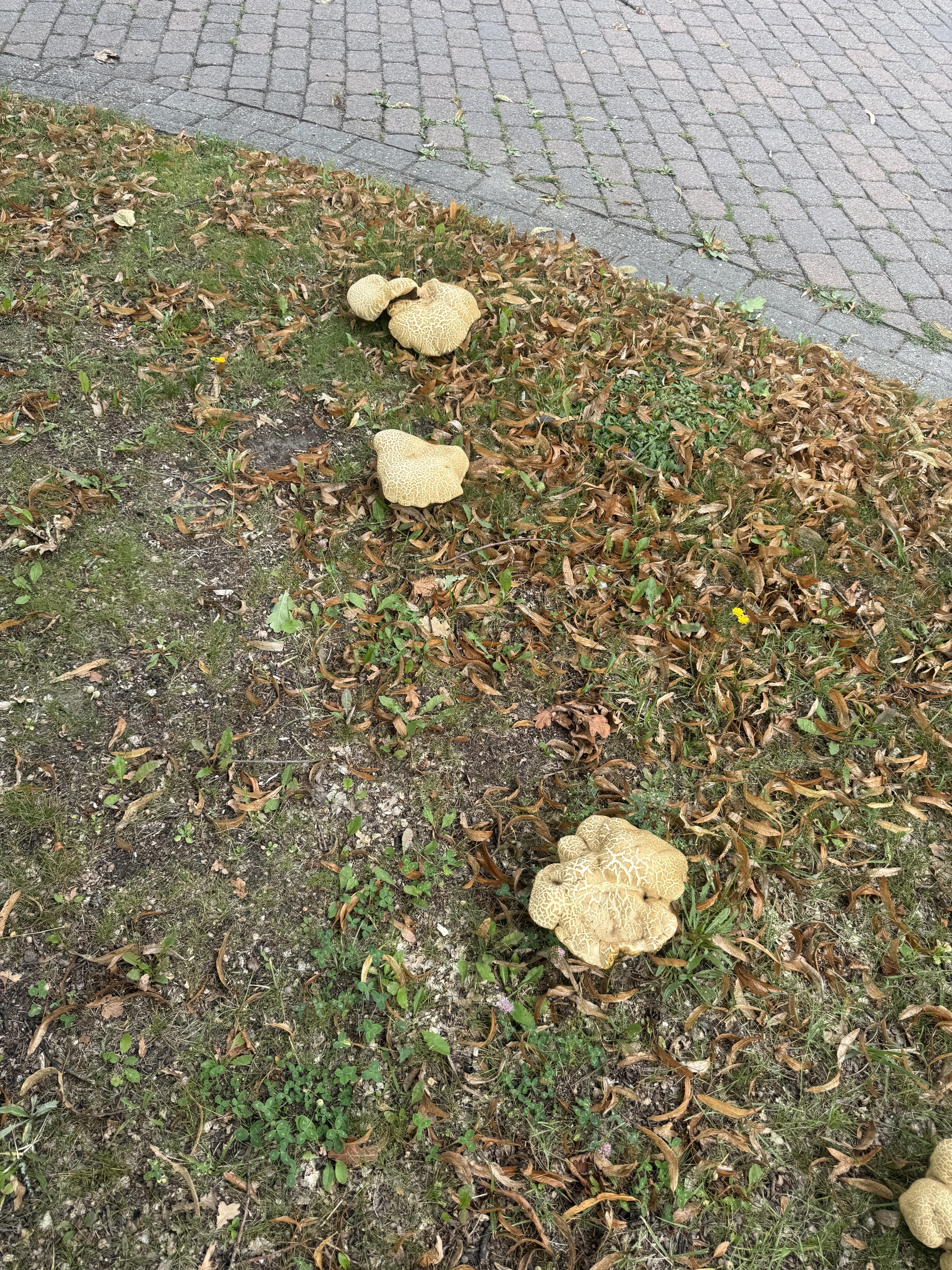 Mushroom pickers have a question for you - My, Short post, Picture with text, Mushrooms, Longpost