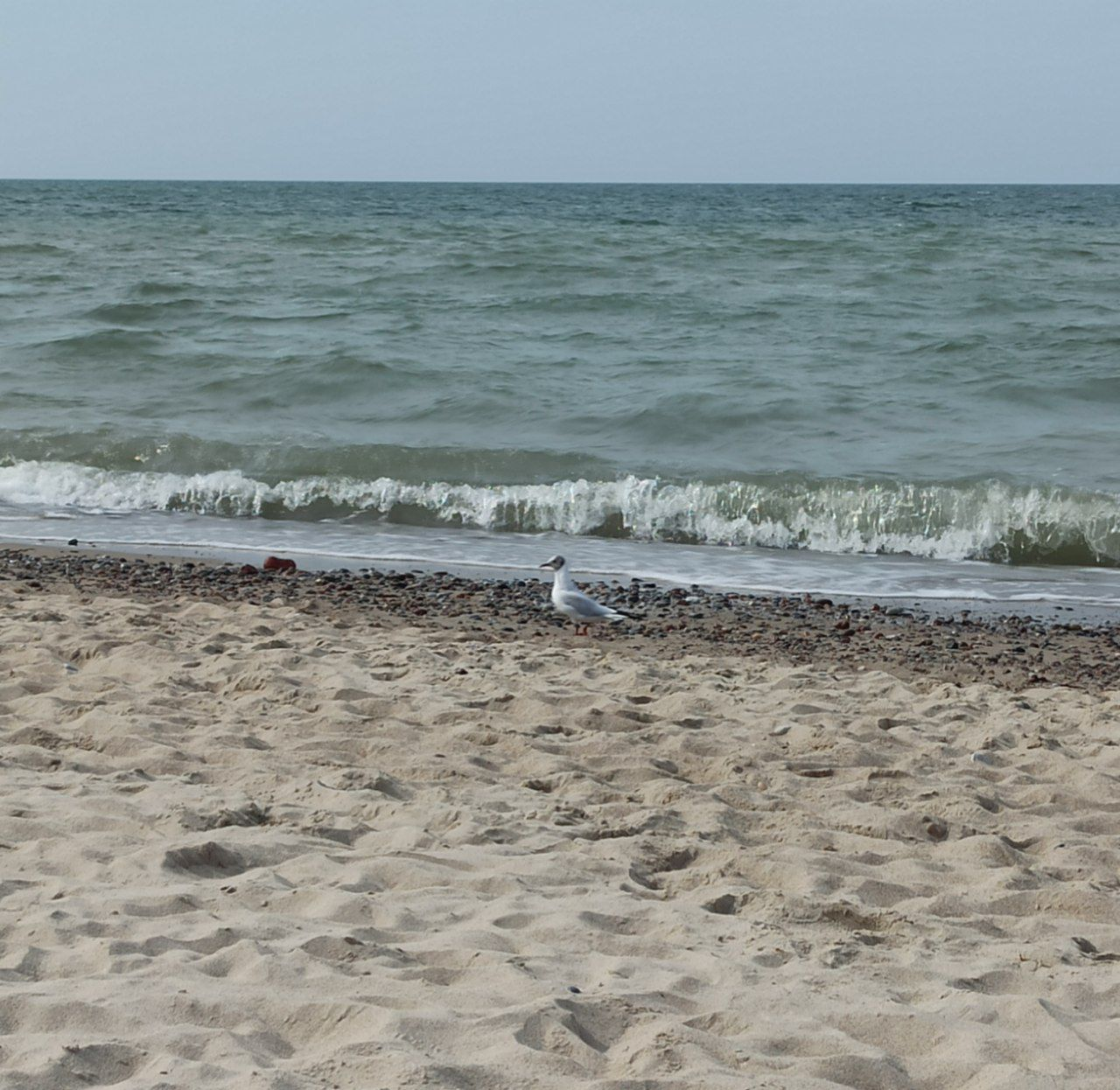 Let's end the week right - My, Sea, Relaxation, Beach, Summer, Baltic Sea, Kaliningrad, Kaliningrad region, Travels, Travel across Russia, Interesting places, Tourism, Longpost