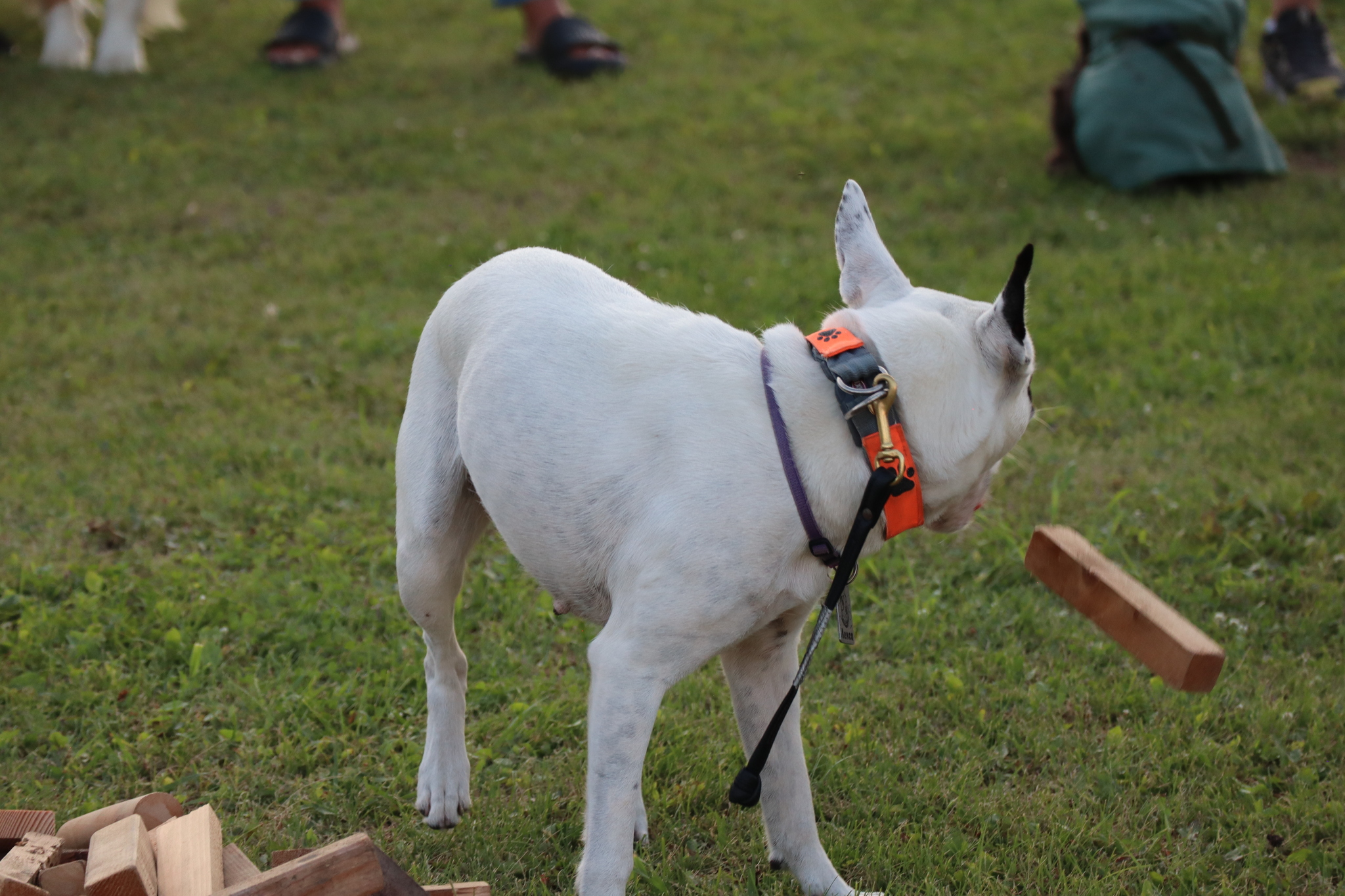 Dog training in Omsk - OCSSSS 07/29/2026 - Puppies, Friends, Omsk, Training, Г“Г±Г±Г±